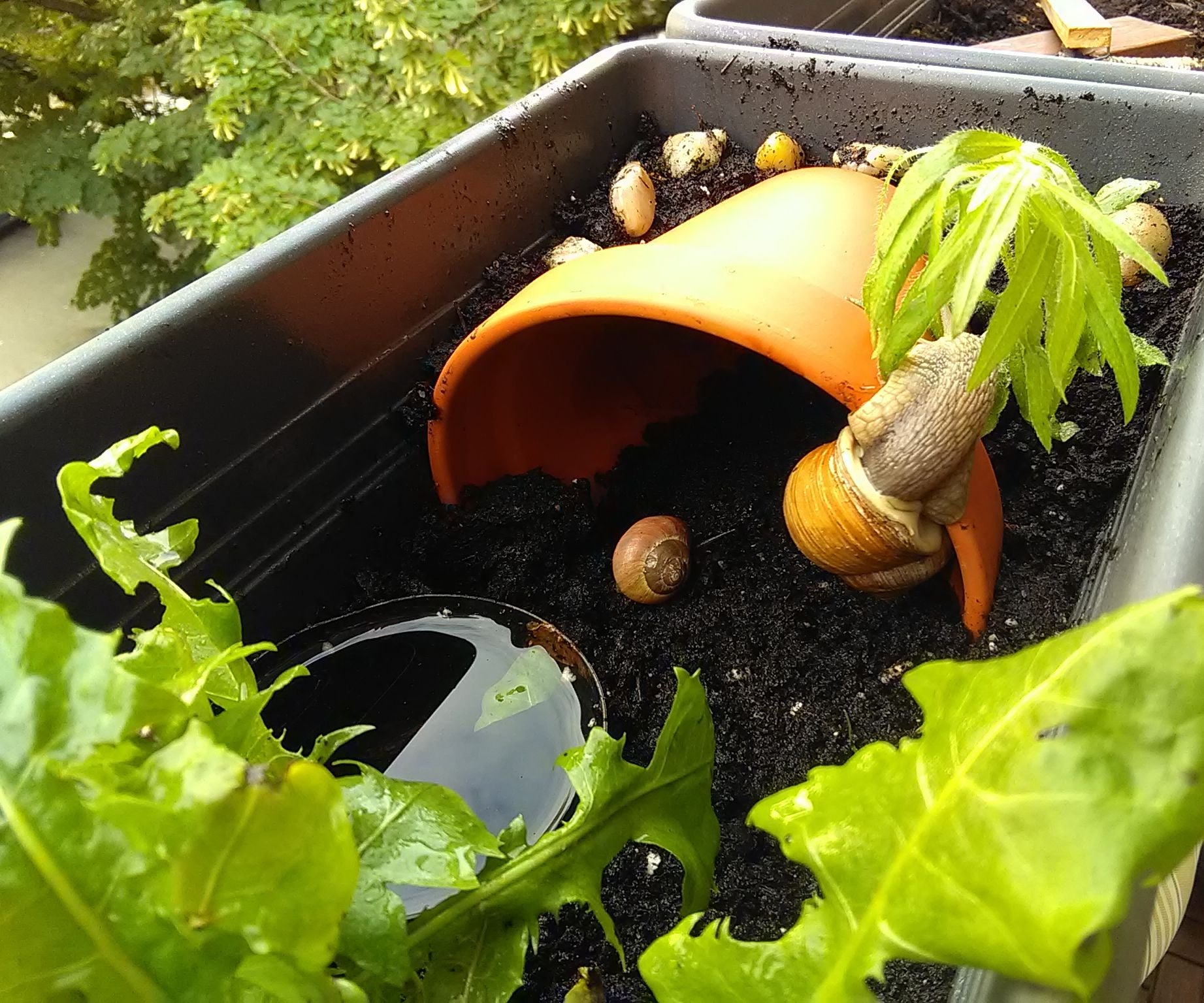 Turning a Flower Pot Into a Snail House