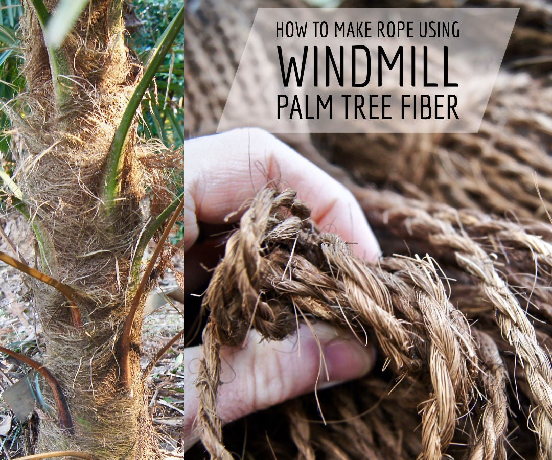 How to Make Rope Using Windmill Palm Tree Fiber!