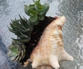 How to Use a Seashell As a Planter