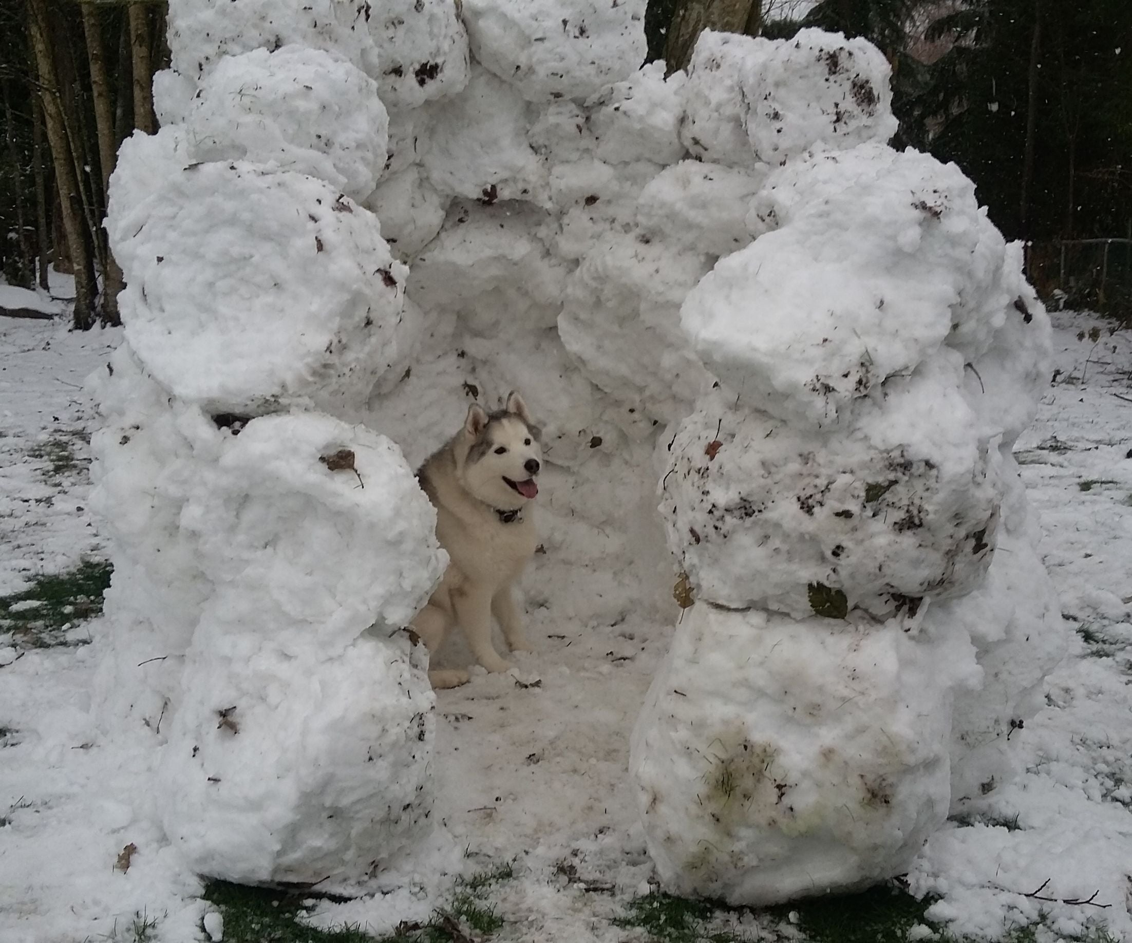 DIY Dog Snow Fort