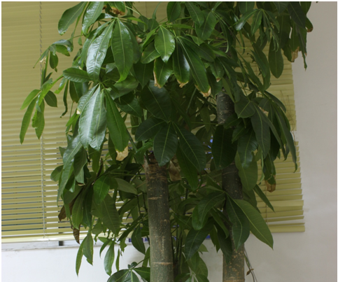 Arduino Smart Home for Environment Tree