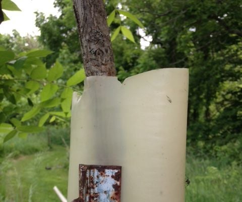 Tree Tube Use and Removal