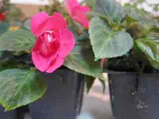 Start Your Own Impatiens Inside During the Winter