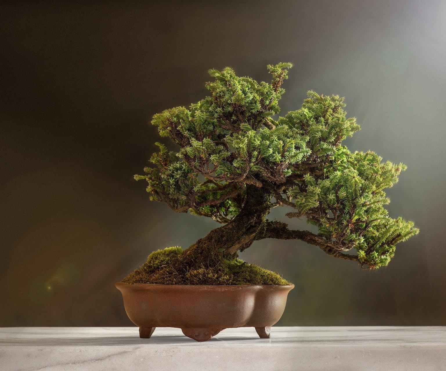 How to Casting Cement Bonsai Pot