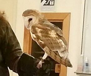 How to Build a Barn Owl Box