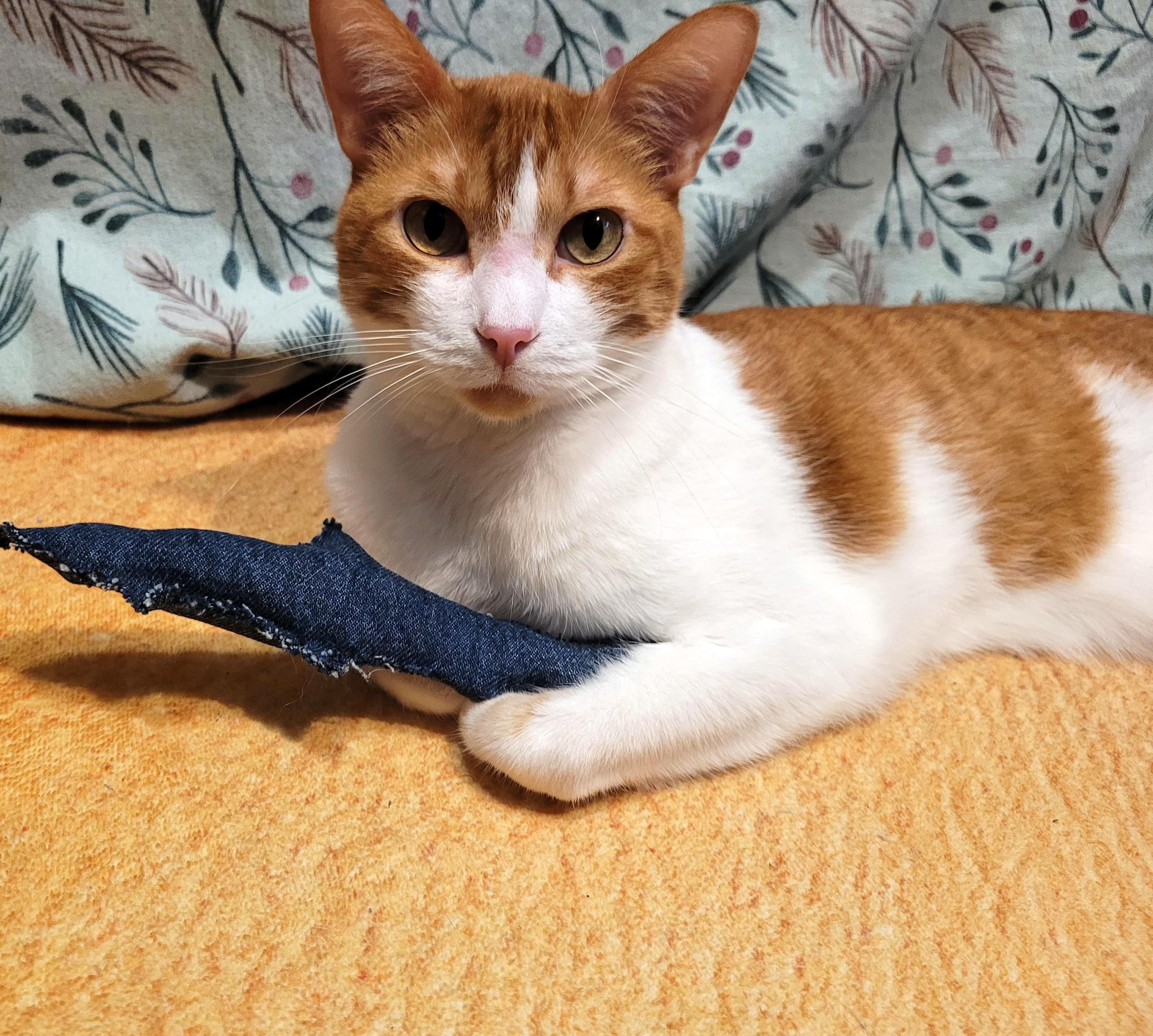 Enhanced Catnip Crinkle Fish Cat Toy – Simple to Make for Free or Really Cheap! Made From Old Blue Jeans Denim and Common Household Items.