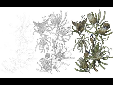 'Banksia with Honeyeaters' - Angus Fisher (TIME LAPSE DRAWING)