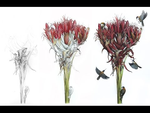 'Gymea Lily with Eastern Spinebills' - Angus Fisher (TIME LAPSE DRAWING)