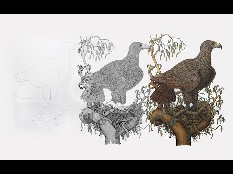 'Wedge Tailed Eagle with Nest' - Angus Fisher (TIME LAPSE DRAWING)