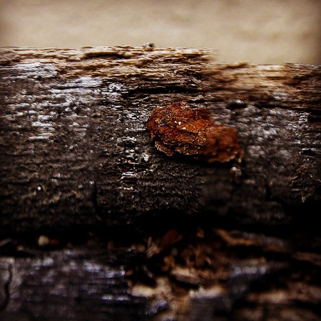 'White Rot fungus'. #macrophotography  #macro #phonephotography  #phonography #fungus #wood #texture #rot