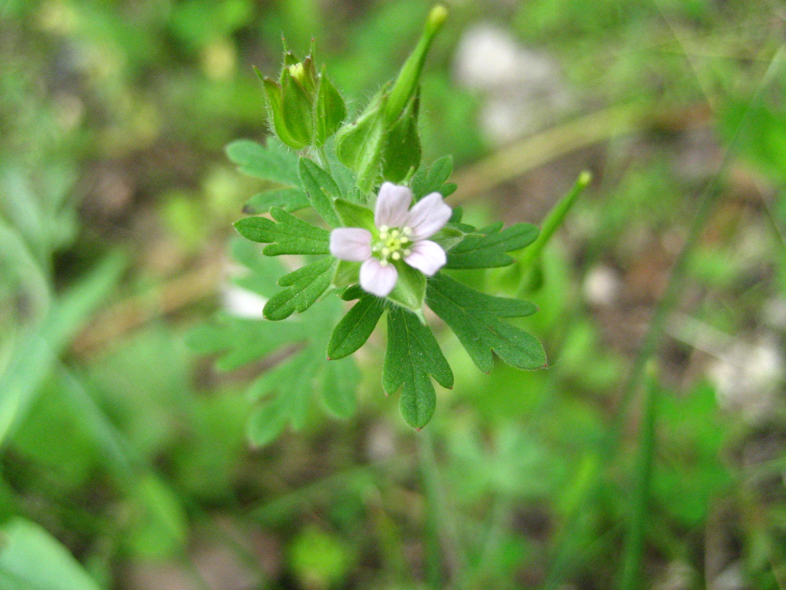 (Geranium carolinianum)