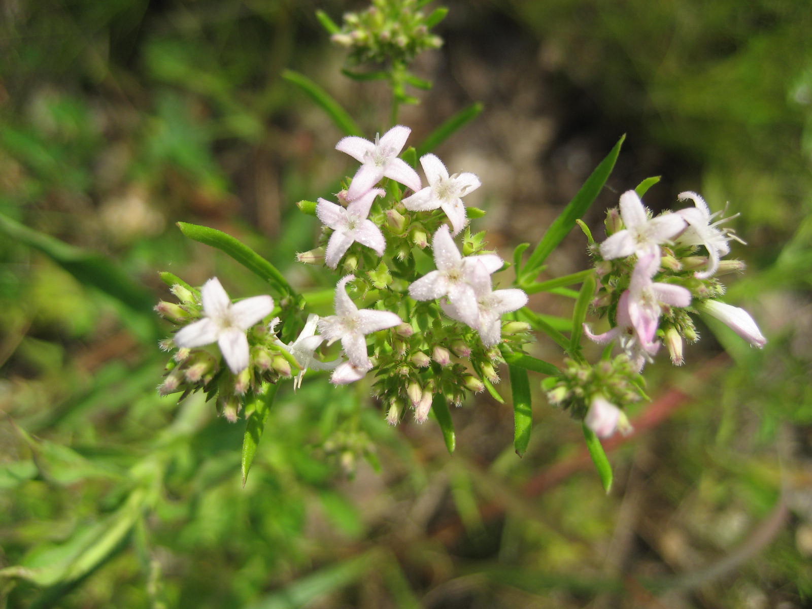 (Houstonia nigricans)