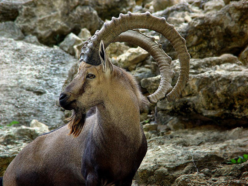 02 Ibex 02a.jpg