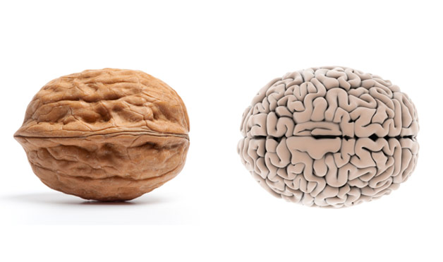 02-Walnut-BrainFoods-That-Look-Like-Body-Parts.jpg