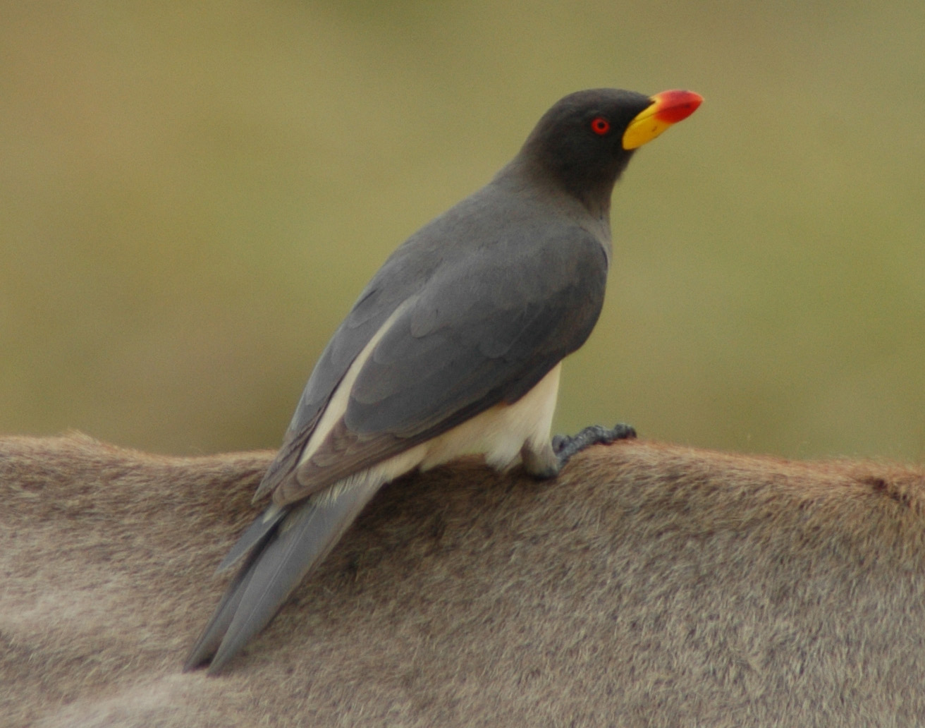 03 Yellow-billed Oxpecker02.jpg