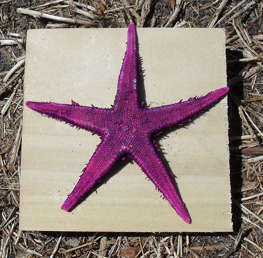 08 Purple Starfish on Wood.JPG