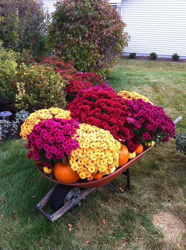 084928bc8505d1de5e36f3606608d3dc--garden-mum-autumn-garden.jpg