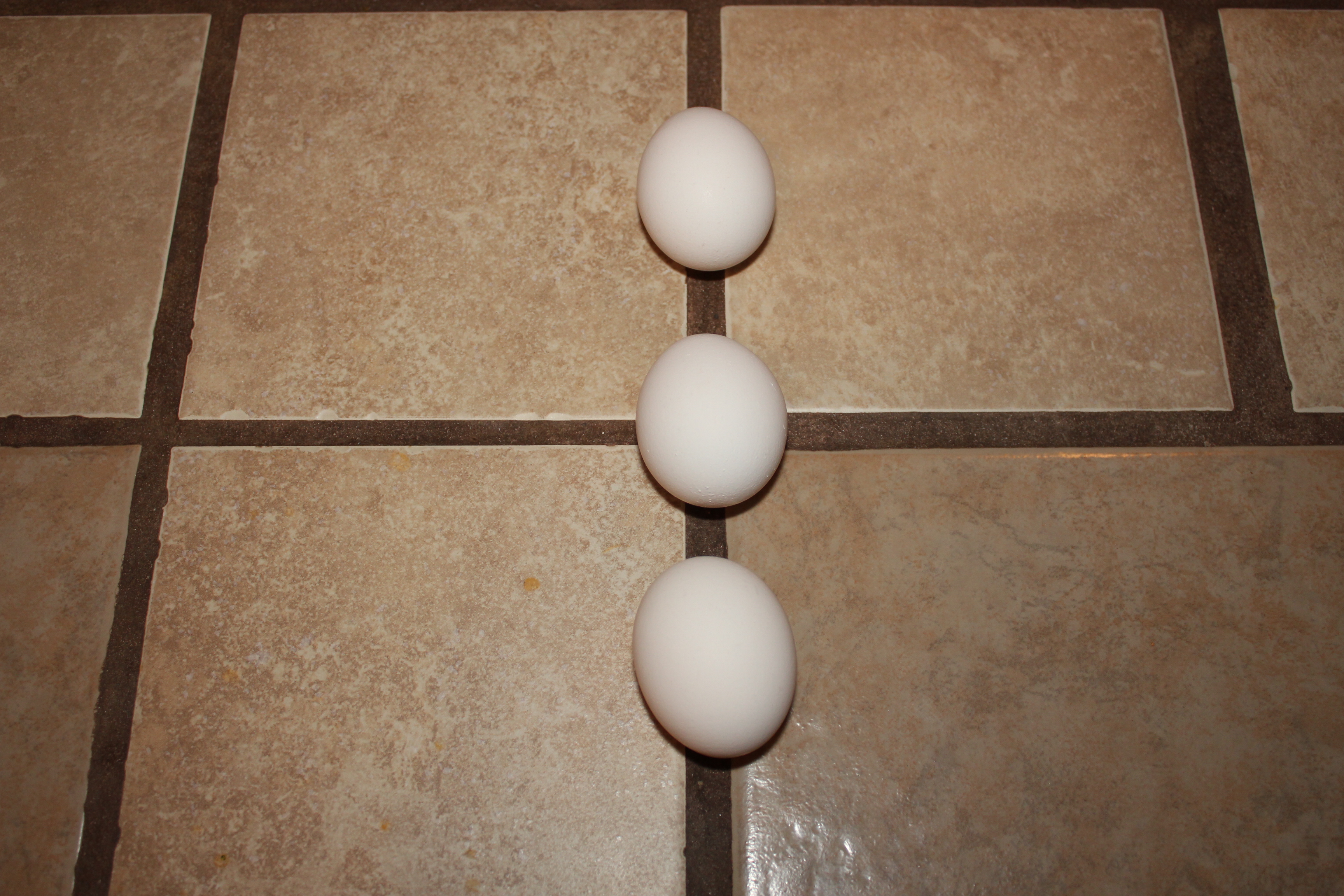 1 - eggs.JPG