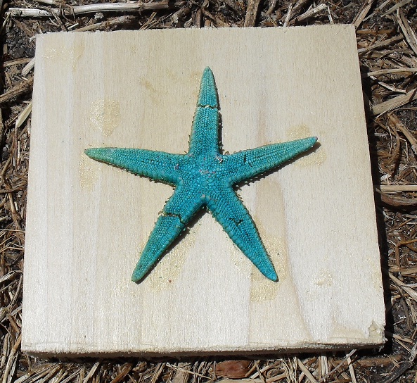 10 Green Starfish on Wood.jpg