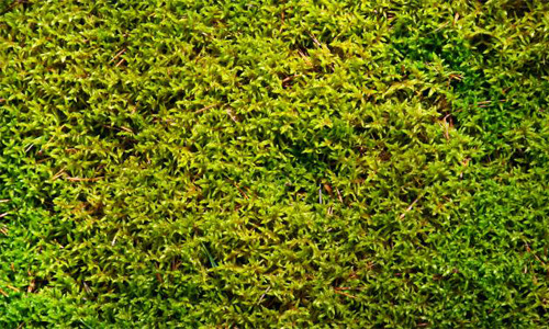 10-closeup-moss.jpg