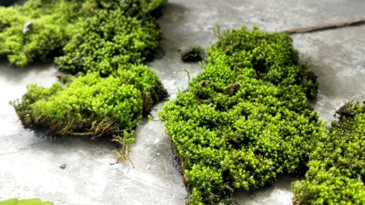 10_plants-&amp;-mosses_4.jpg