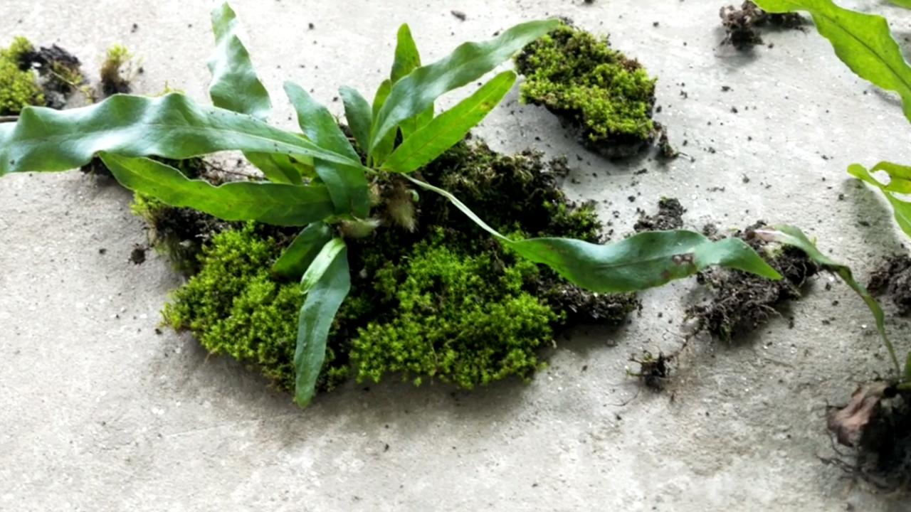 10_plants-&amp;-mosses_2.jpg