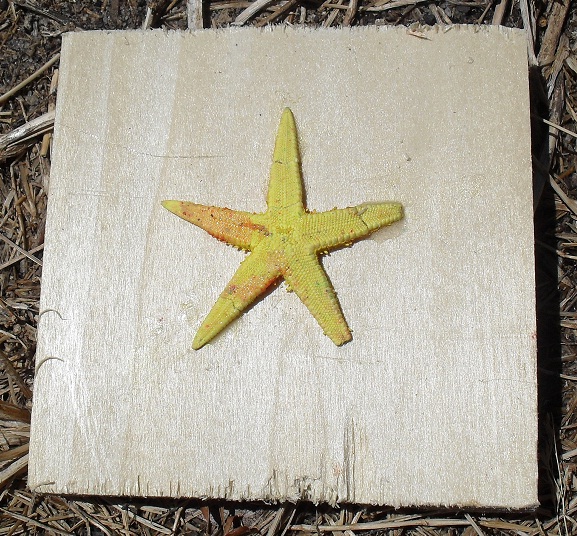 11 Yellow Starfish on Wood.jpg