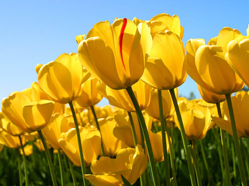 11-yellow-tulips.jpg