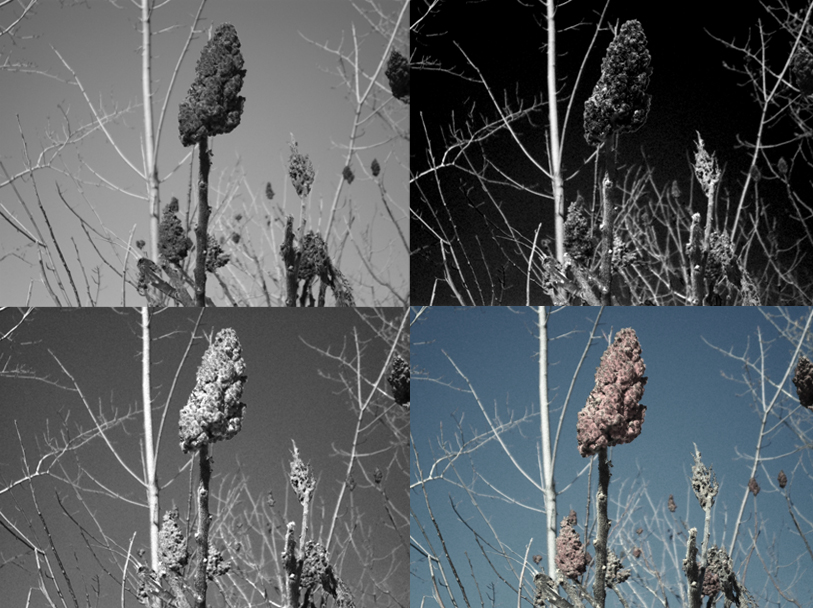 11.5 bw infrared opacity lowered comparison copy.jpg