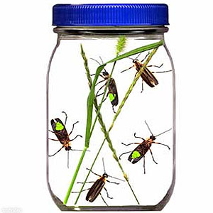 119604-bugs_jar.jpg