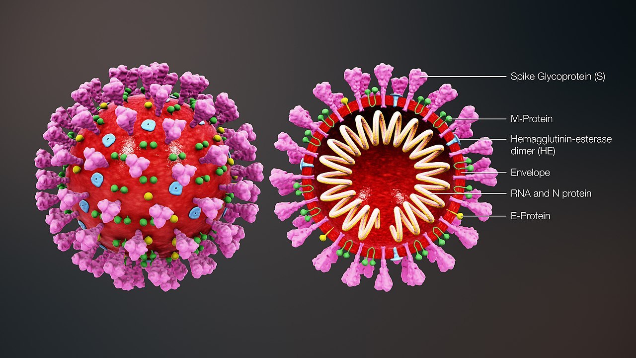 1280px-3D_medical_animation_coronavirus_structure-1.jpg