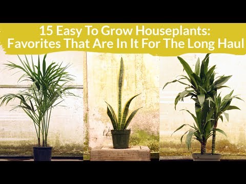 15 Easy Care Houseplants: Favorites In It For The Long Haul