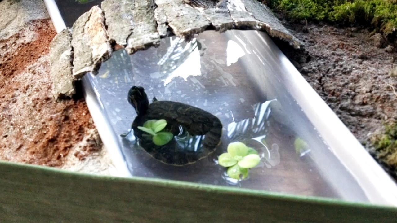 17_adding-turtle-to-habitat_5.jpg