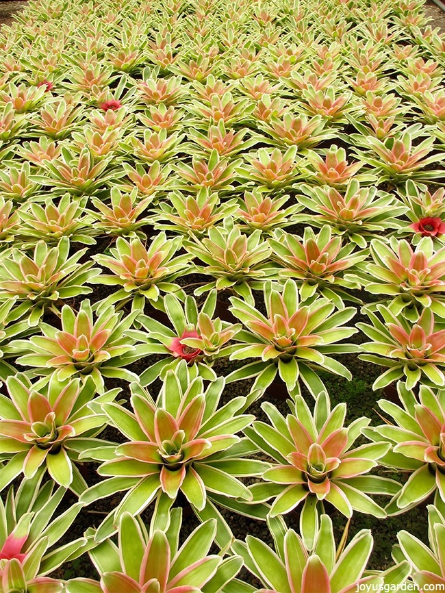 182-neoregelia-plant-care-tips-in-greenhouse_new.jpg