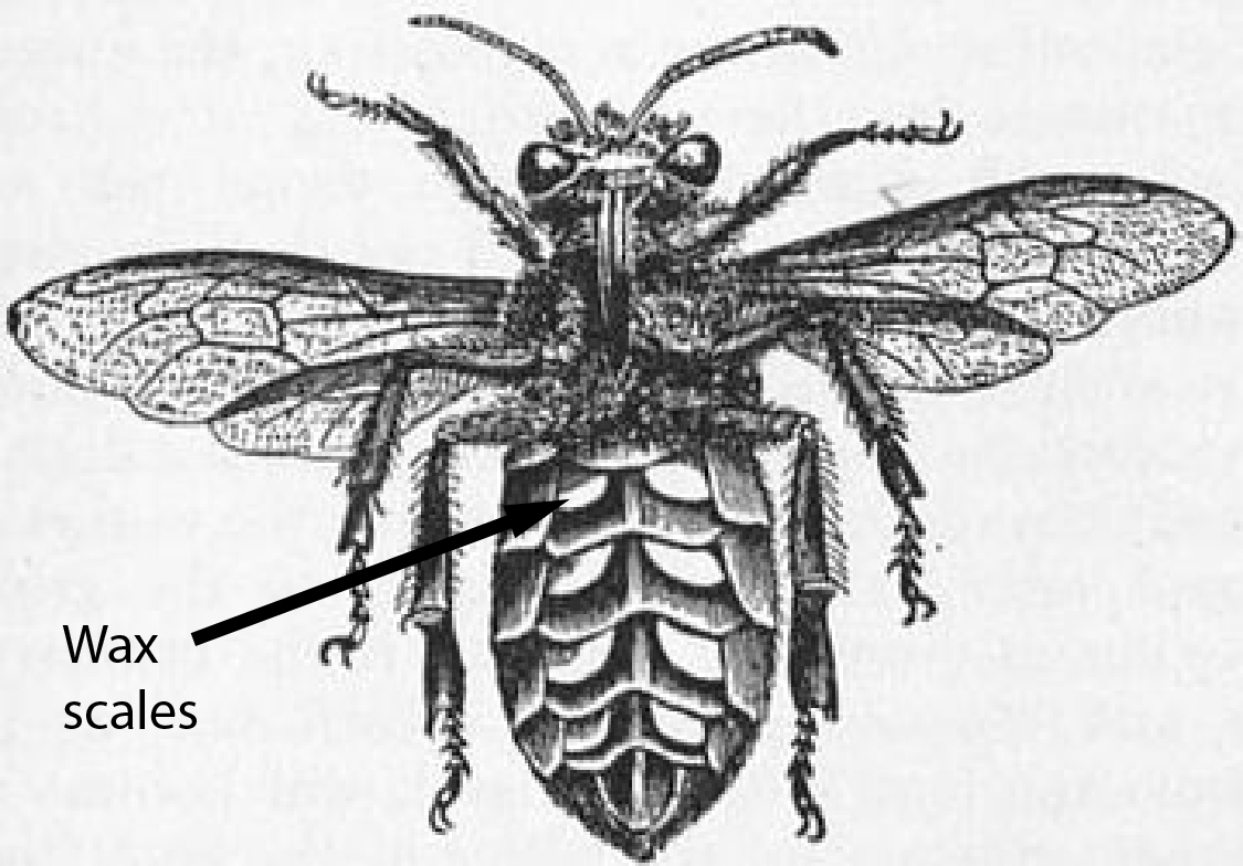 1911_Britannica_-_Bee_-_Wax_Scales.jpg