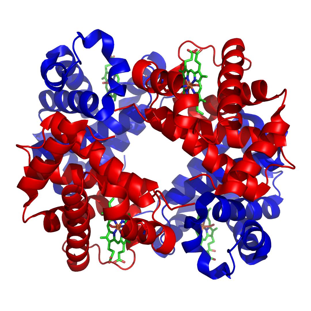 1GZX_Haemoglobin.png