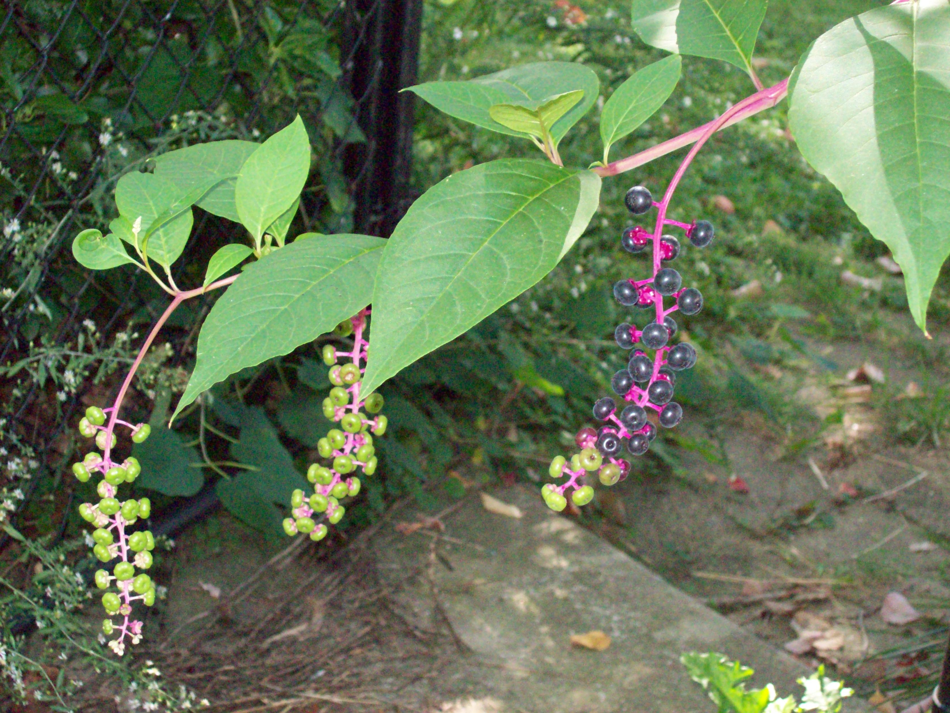 2 Pokeweed.JPG