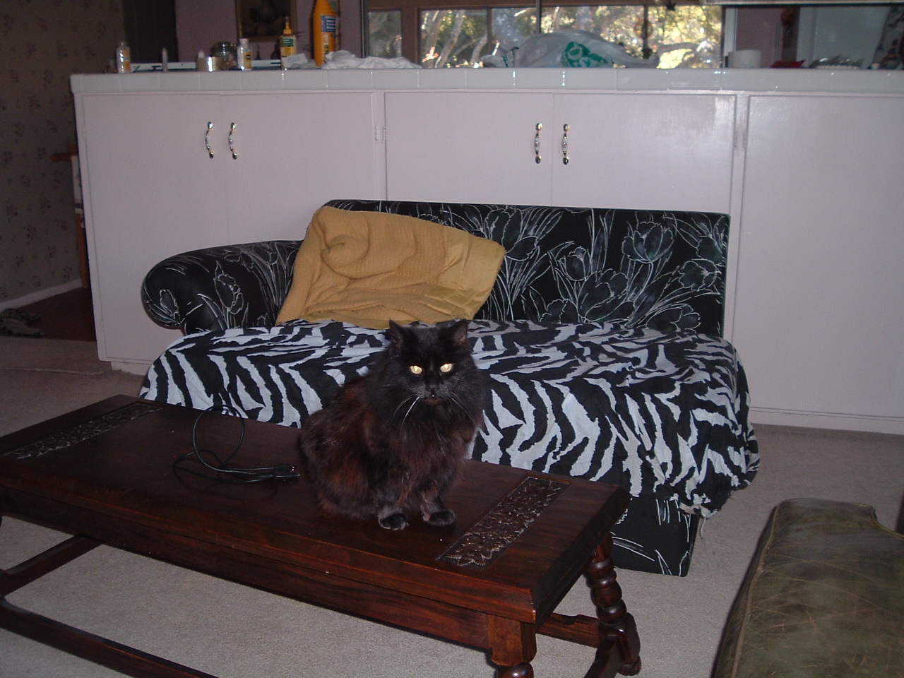 2007_1214Kitty0001.JPG