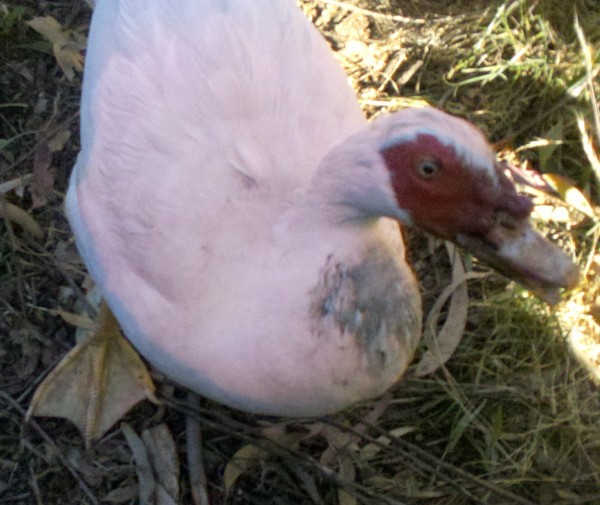 2012-10-29_17-35-56_414-med.jpg