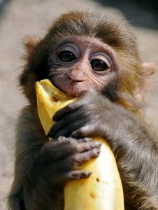 20130305152731-monkey-eats-banana.jpg