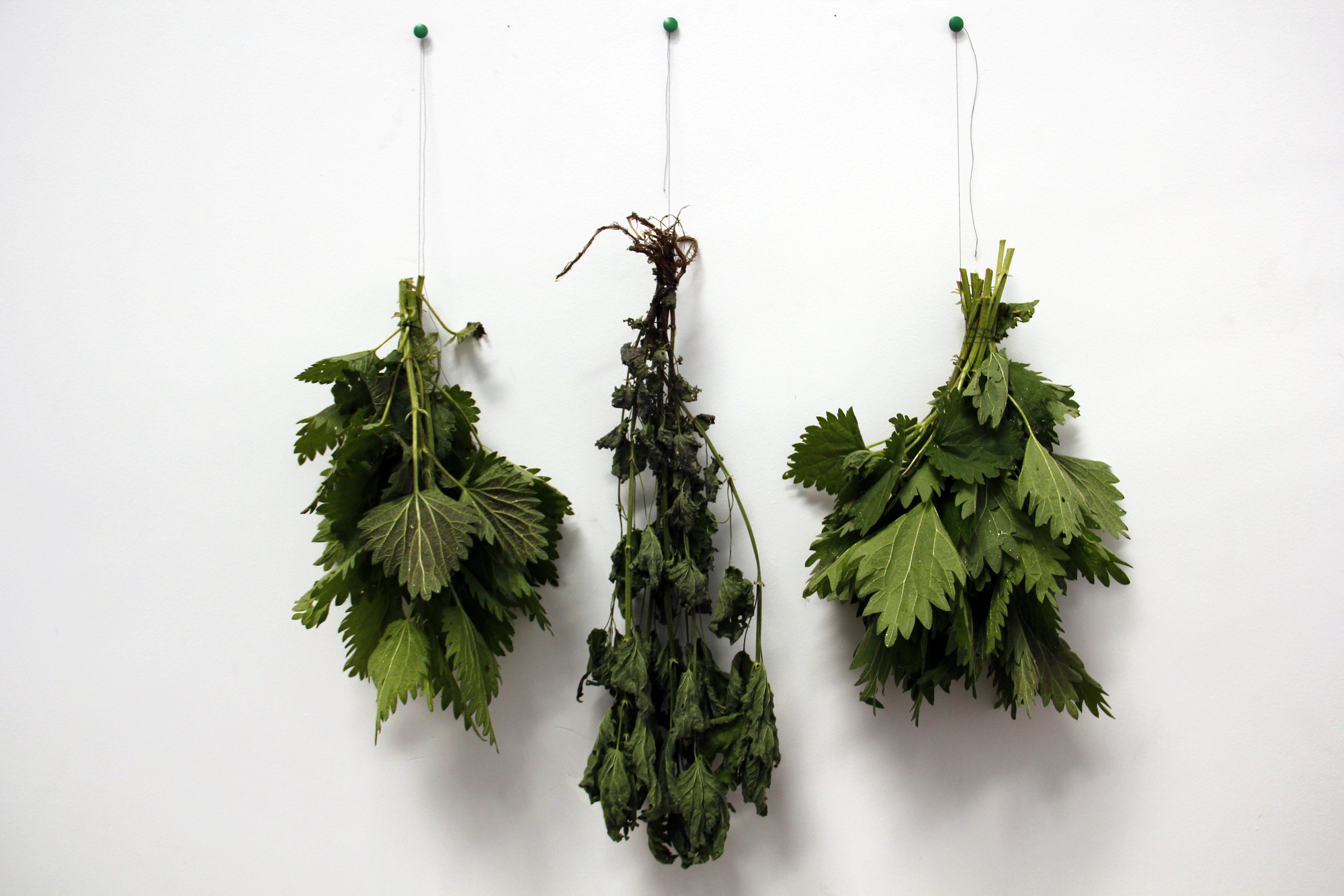 2014-05-08 Chapter 2 - Dry your Nettle for later.jpg