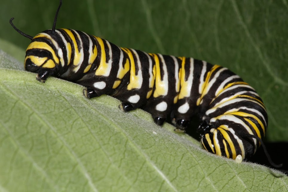 2014_08_06_038923Caterpillar.JPG