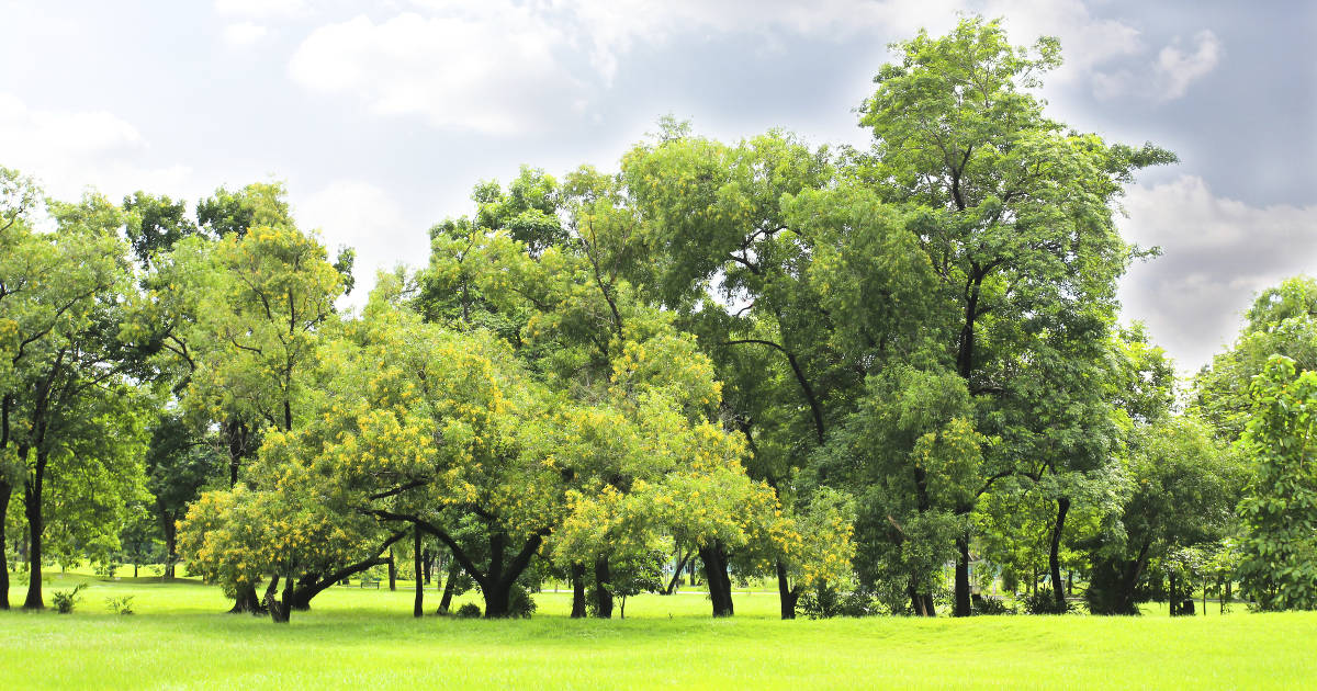 2015-07-23-living-near-trees-is-good-for-health-12211-fb.jpg