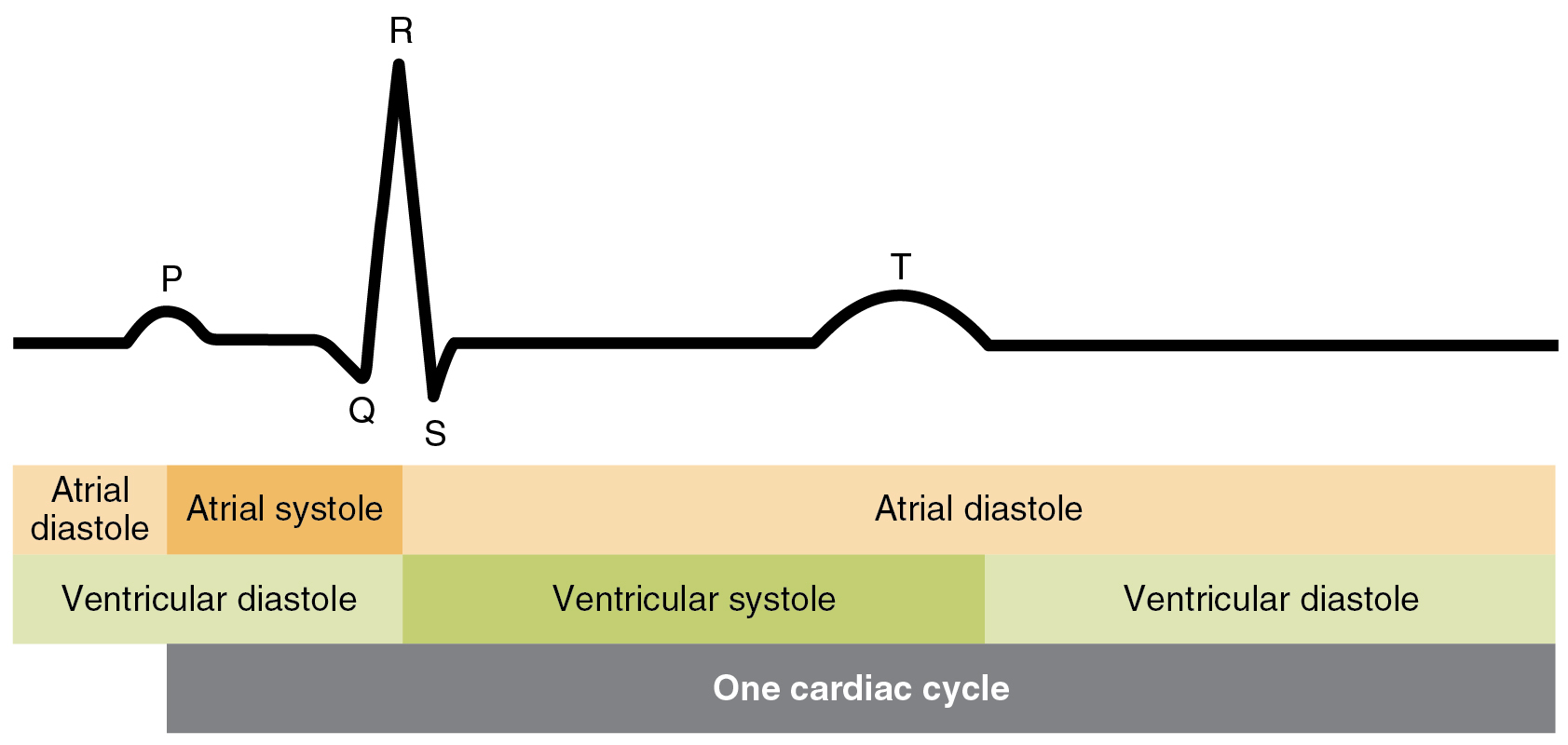 2028_Cardiac_Cycle_vs_Electrocardiogram.jpg