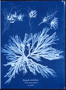 220px-Anna_Atkins_algae_cyanotype.jpg