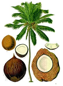 220px-Cocos_nucifera_-_K&ouml;hler&ndash;s_Medizinal-Pflanzen-187.jpg