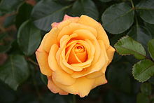 220px-Rose_Amber_Flush_20070601.jpg