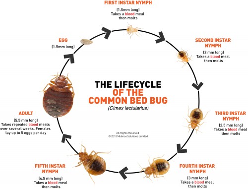 2500pxBed-Bug-Photo-lifecycle-500x381.jpg