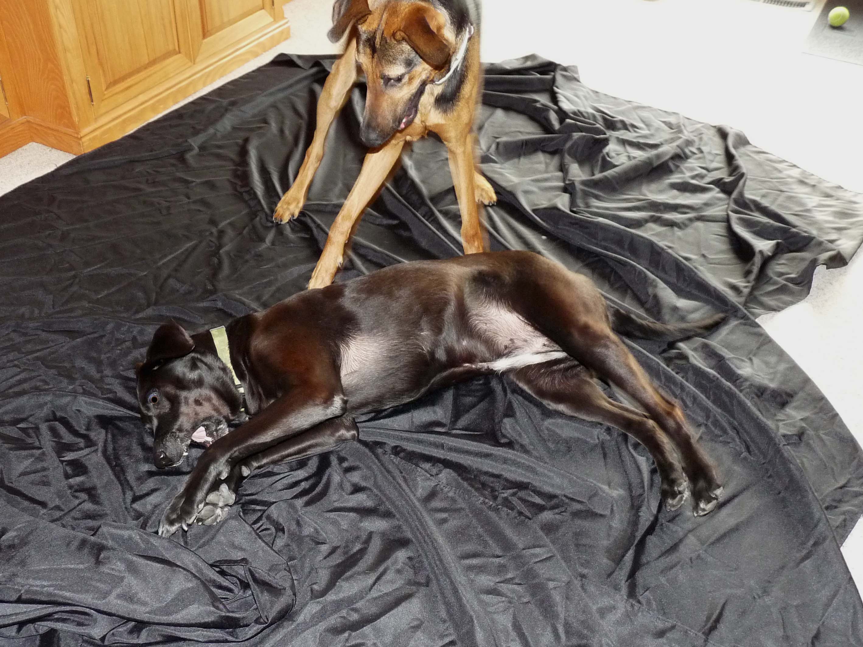 2Dogs on Fabric.jpg