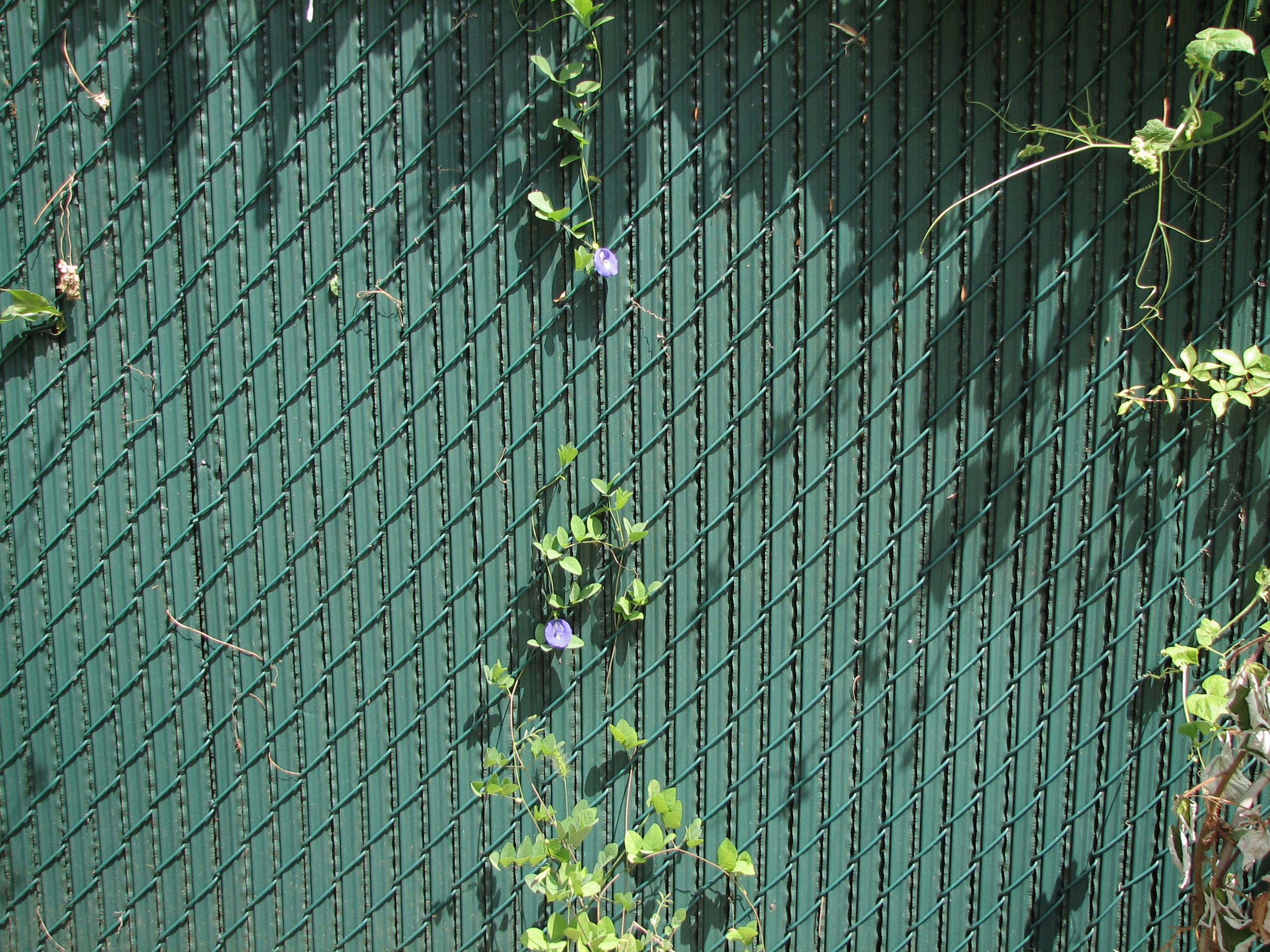 2growingflowers.JPG